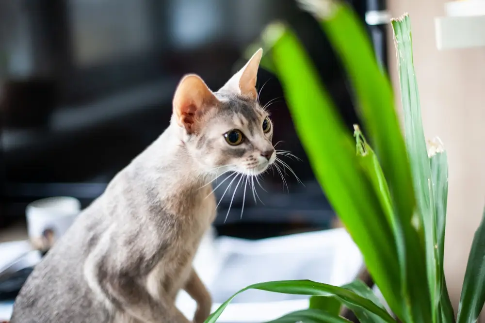 Katze schnuppert an Yucca-Palme – potenziell giftige Pflanze für Haustiere