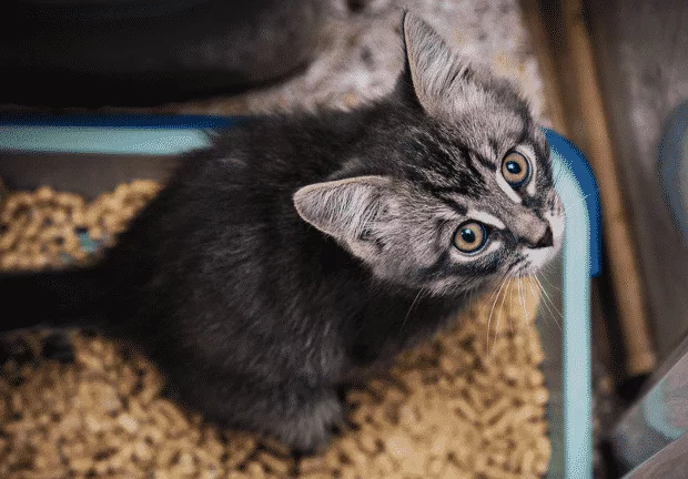 Katze ans Katzenklo gewöhnen