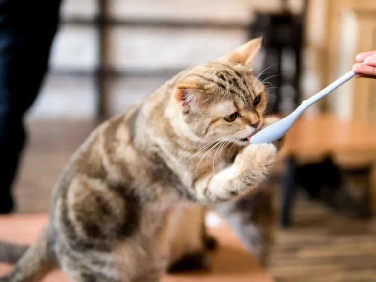 Mit 4 Rezepten: Schonkost für Katzen – einfach selbst gemacht
