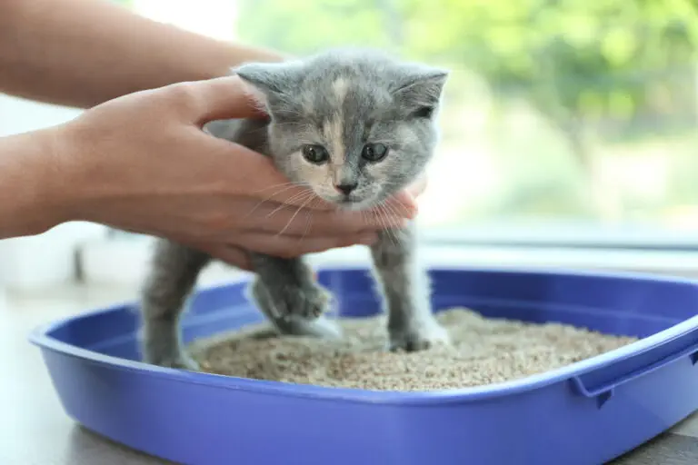 Gewöhnung an das Katzenklo: So bekommst du eine Katze stubenrein