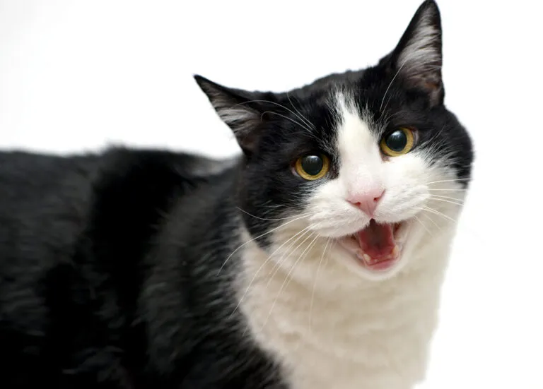 Deine Katze hechelt – harmlos oder gefährlich?