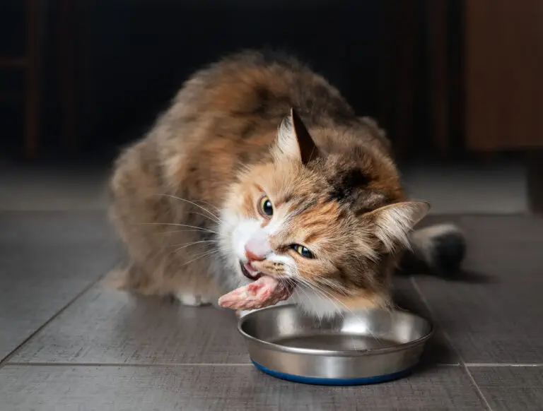 BARFen statt Fertigfutter – Selbstgemachtes, artgerechtes Futter für Katzen