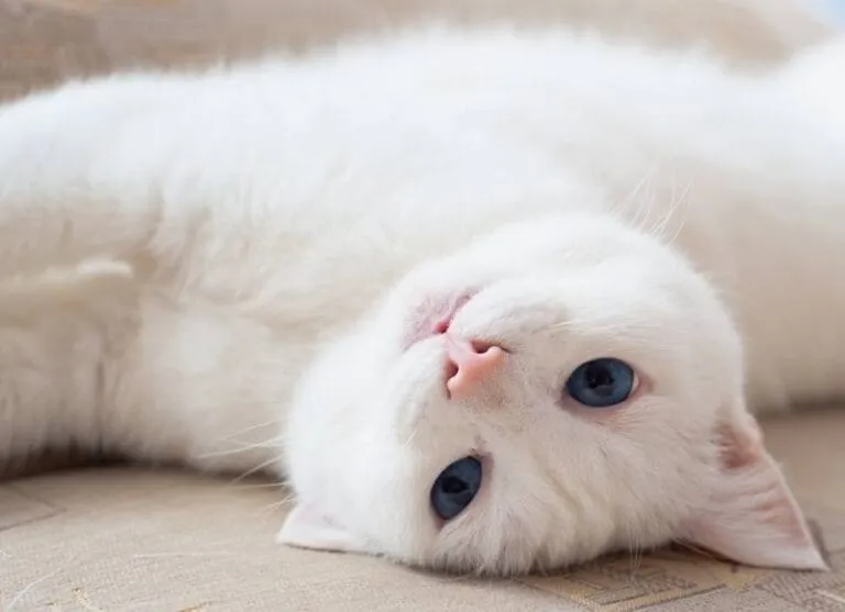 weiße Katzen