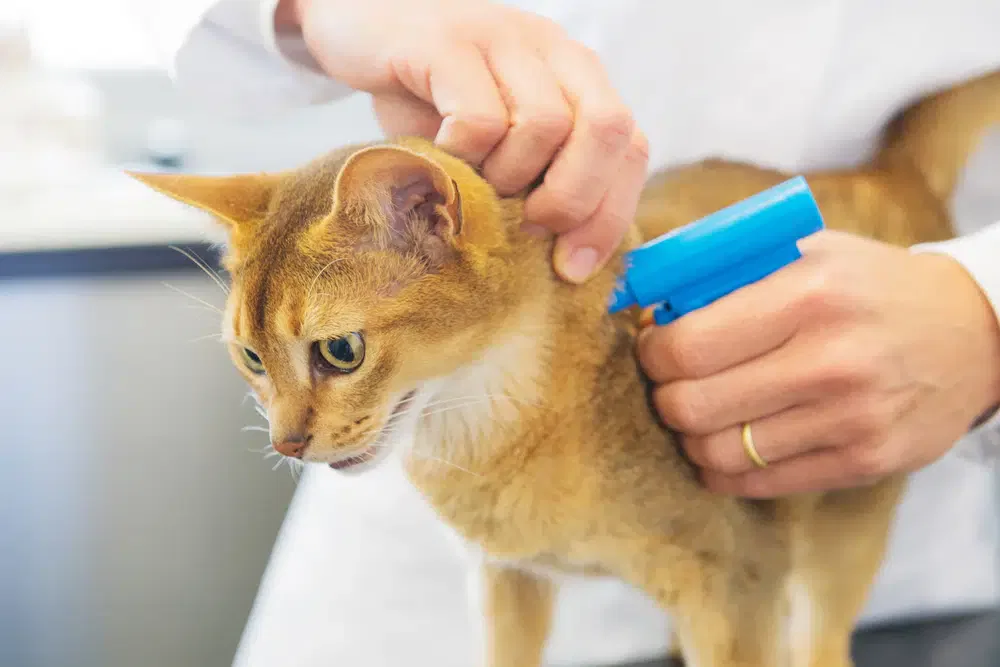Wie Bekomme Ich Katzenurin Aus Der Couch Katzenurin Entfernen: Die Anleitung wie es RICHTIG geht