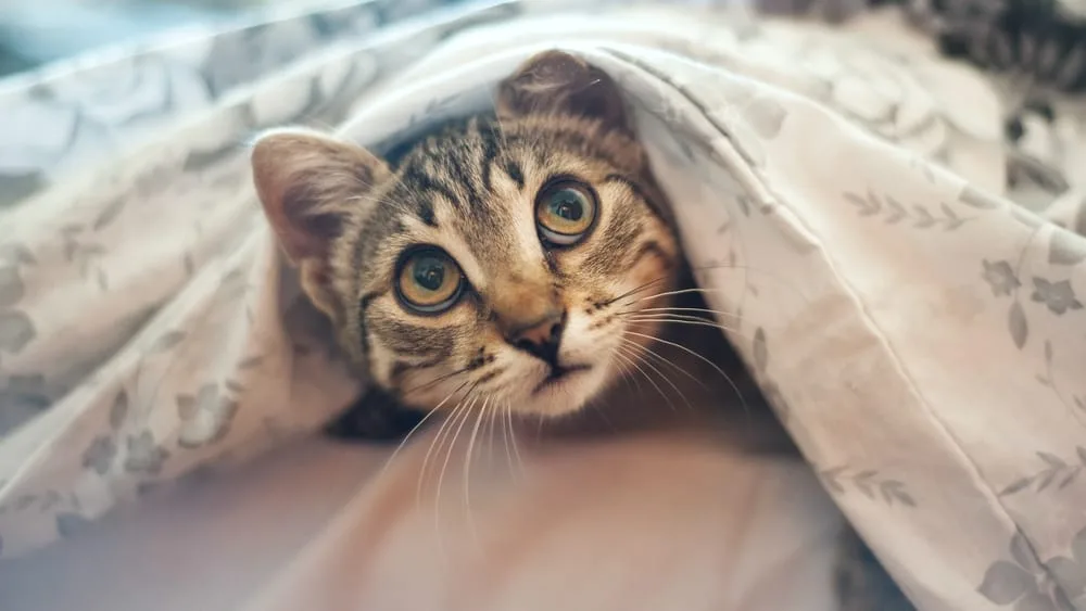 Katze frisst Katzenstreu Ursachen + nötige Maßnahmen