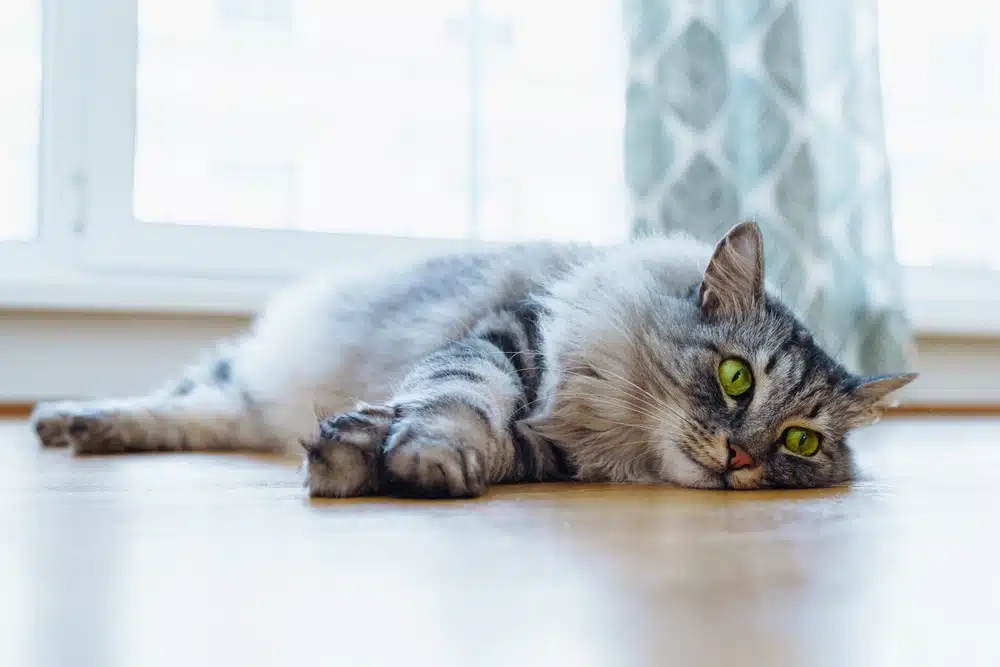 Wie oft gehen Katzen aufs Klo? • katzenkram