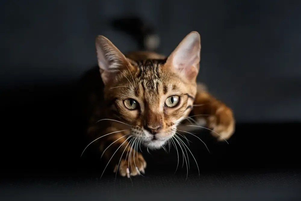 Die Schnurrhaare der Katze Der faszinierende 6. Sinn • katzenkram