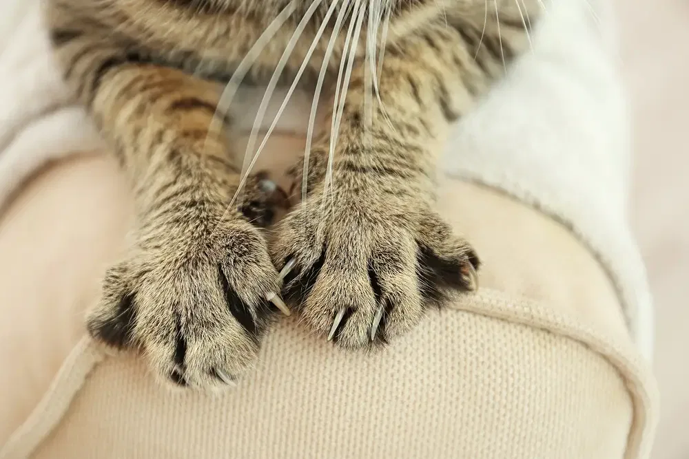 Katze Pinkelt Vor Meinen Augen Ins Bett Deine Katze Pinkelt ins Bett? In 3 Schritten Abgewöhnen