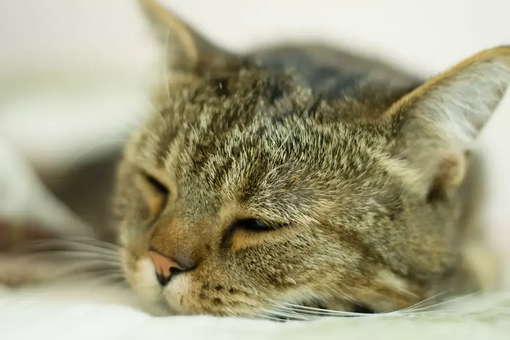 Katze schläft mit offenen Augen Ist das normal?