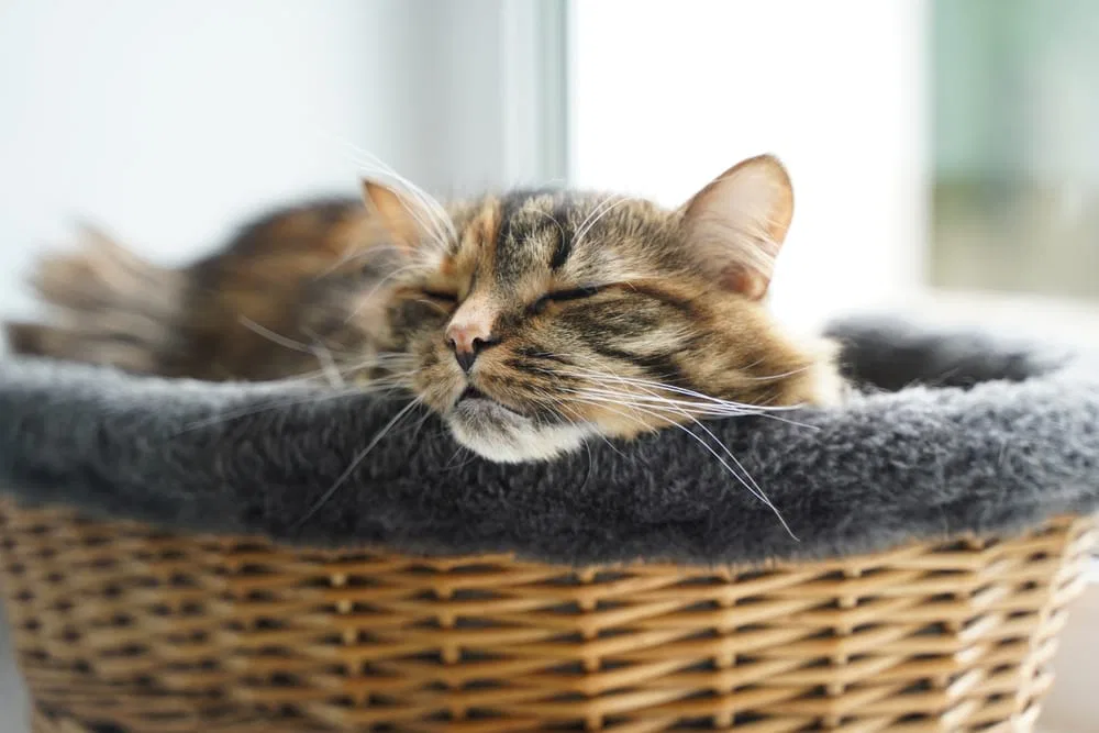 Ist Es Schlimm Wenn Meine Katze Schnarcht Wenn die Katze schnarcht: Grund zur Sorge oder alles normal? • katzenkram