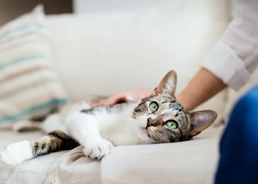 Was Tun Wenn Katzen Sich Nicht Verstehen www.katzenkram.net