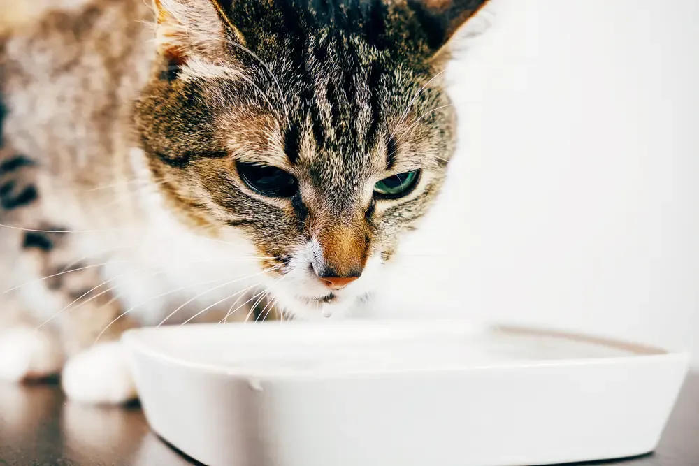 Katze trinkt viel Wasser So erkennst du sofort die Ursache