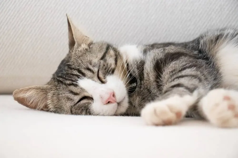 "Meine Katze starrt mich an!" Das steckt dahinter!