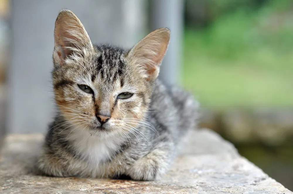 Kitten Ist Stubenrein Aber Pinkelt Ins Bett Deine Katze Pinkelt ins Bett? In 3 Schritten Abgewöhnen