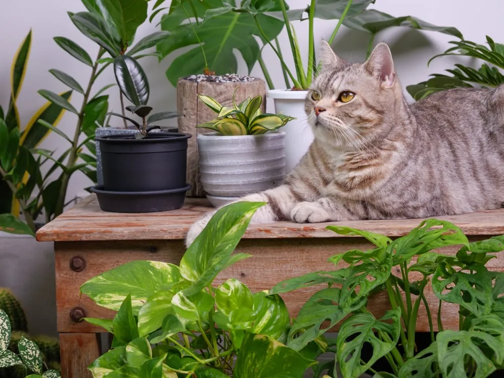 Katzenfreundliche Pflanzen Diese Zimmerpflanzen sind ungiftig für
