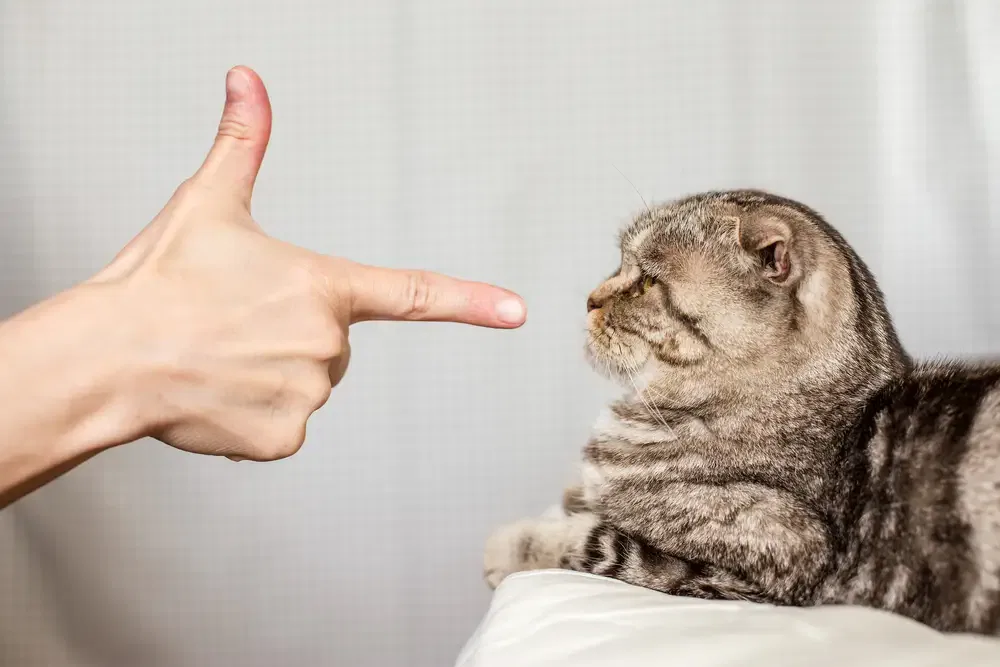 Katze Miaut Ständig Und Will Schmusen Deine Katze miaut ständig? Die Checkliste mit Tipps