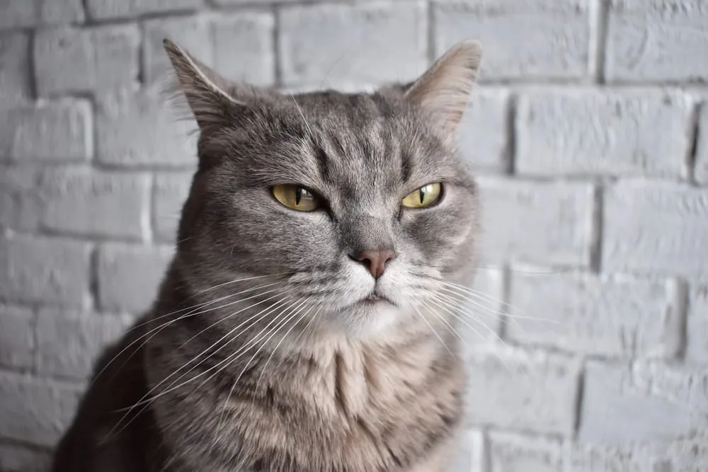 Katze frisst kein Nassfutter So überzeugst du "TrockenfutterJunkies" • katzenkram
