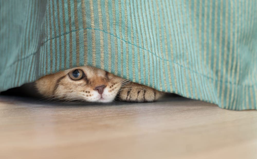 Deine Katze Pinkelt ins Bett? In 3 Schritten Abgewöhnen