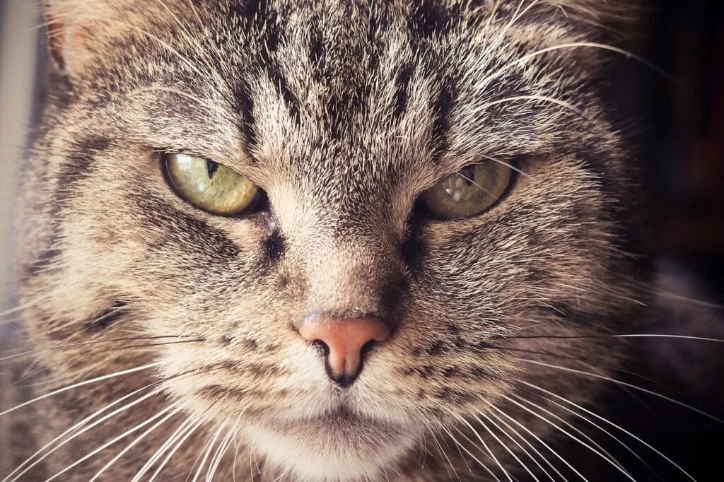 Katze Pinkelt Vor Meinen Augen Ins Bett Deine Katze Pinkelt ins Bett? In 3 Schritten Abgewöhnen
