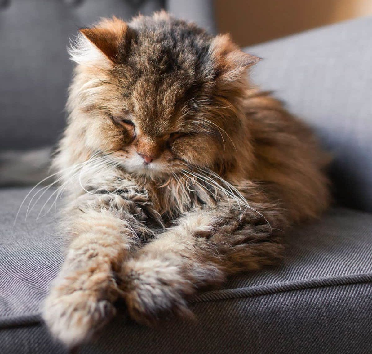 Katze rennt wie verrückt durch die Wohnung - Katzenwissen