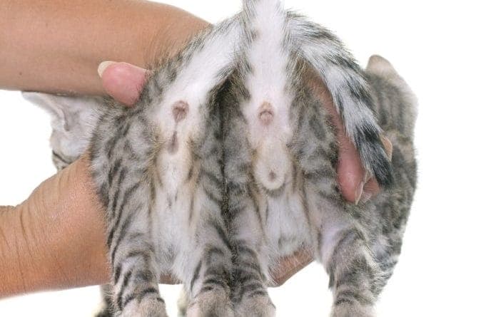 Katze oder Kater - Was passt besser zu dir?