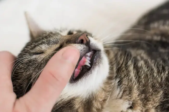 Haben Katzen Milchzahne