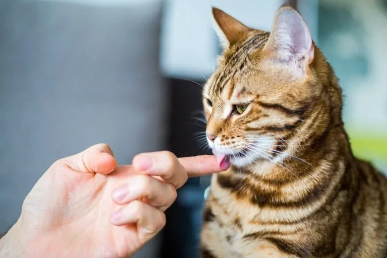 Katze Rennt Wie Verrückt Durch Die Wohnung Und Putzt Sich www.katzenkram.net
