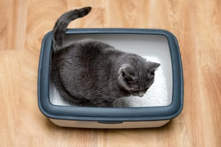 Deine Katze Pinkelt ins Bett? In 3 Schritten Abgewöhnen