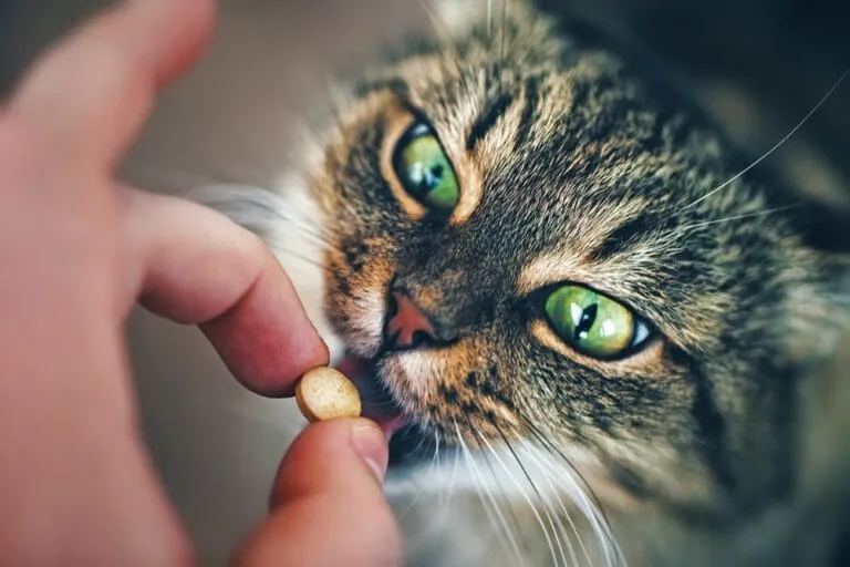 Wie Gebe Ich Meiner Katze Eine Tablette www.katzenkram.net