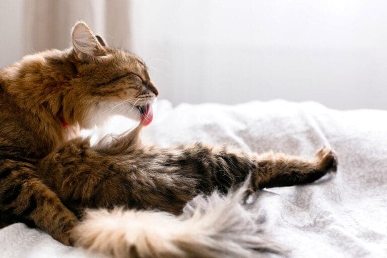 Katze Leckt Sich Oft Im Genitalbereich www.katzenkram.net