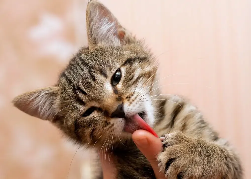 "Meine Katze leckt mich ab!" Warum Katzen Menschen putzen