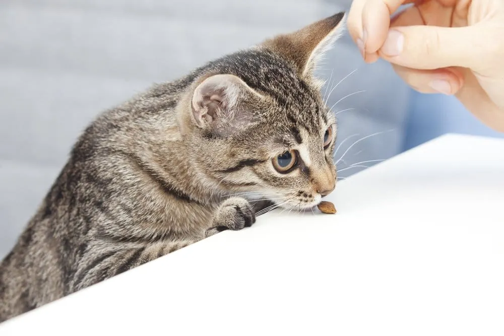 Deine Katze kratzt an der Tür? 4 Effektive Tipps >>