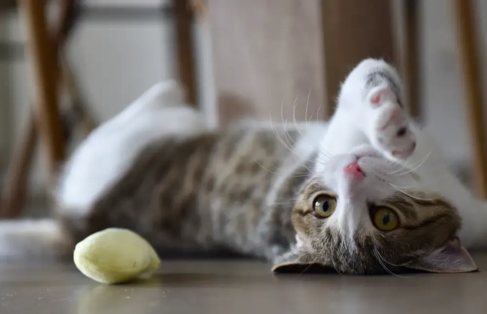Wann sind Katzen ausgewachsen? • katzenkram