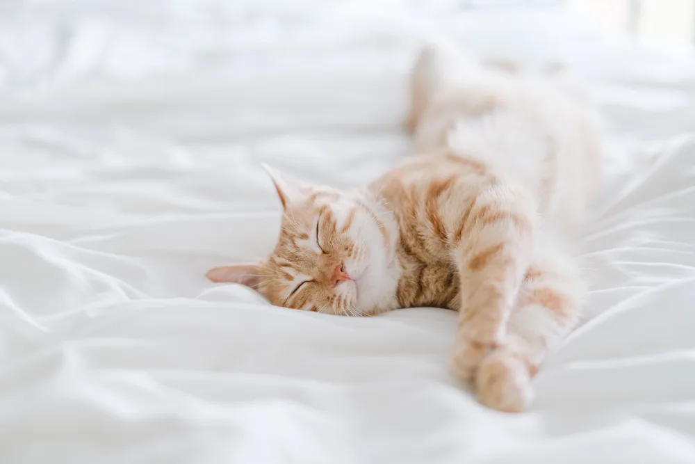 Zimmerpflanze Glücksfeder Giftig für Katzen? • katzenkram