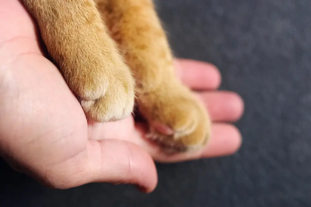 Wie oft gehen Katzen aufs Klo? • katzenkram