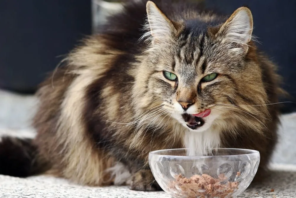 Katze frisst kein Nassfutter So überzeugst du "TrockenfutterJunkies" • katzenkram