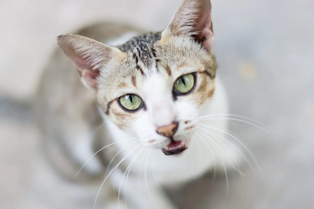 Wann sind Katzen ausgewachsen? • katzenkram