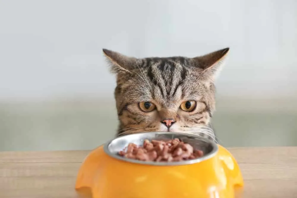 Katze frisst kein Nassfutter So überzeugst du "TrockenfutterJunkies" • katzenkram
