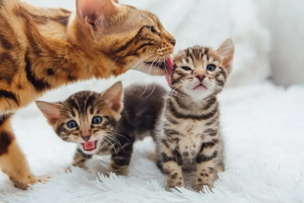 Wann sind Katzen ausgewachsen? • katzenkram