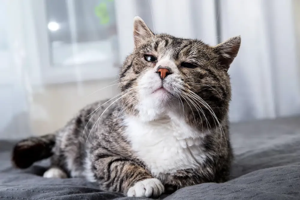 "Meine Katze starrt mich an!" Das steckt dahinter!