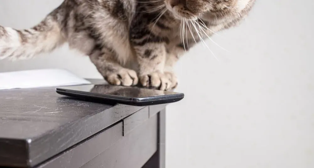 "Meine Katze starrt mich an!" Das steckt dahinter!