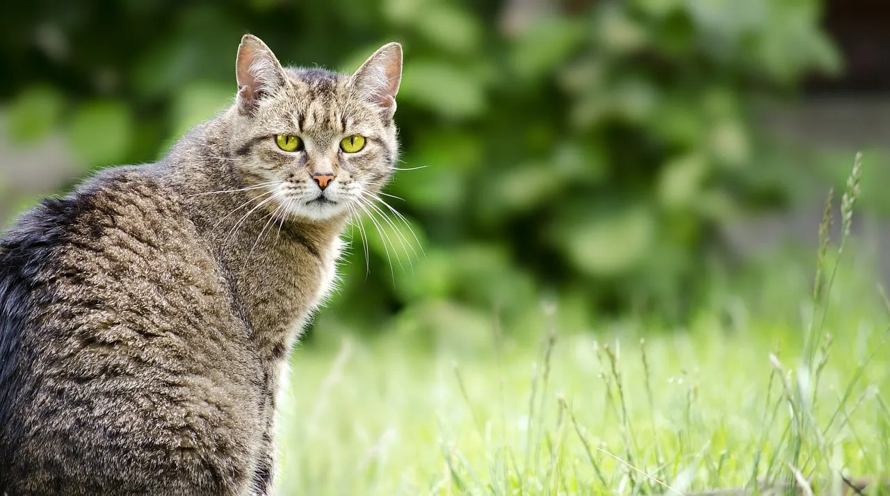 Katze an Freigang gewöhnen So geht es richtig >>