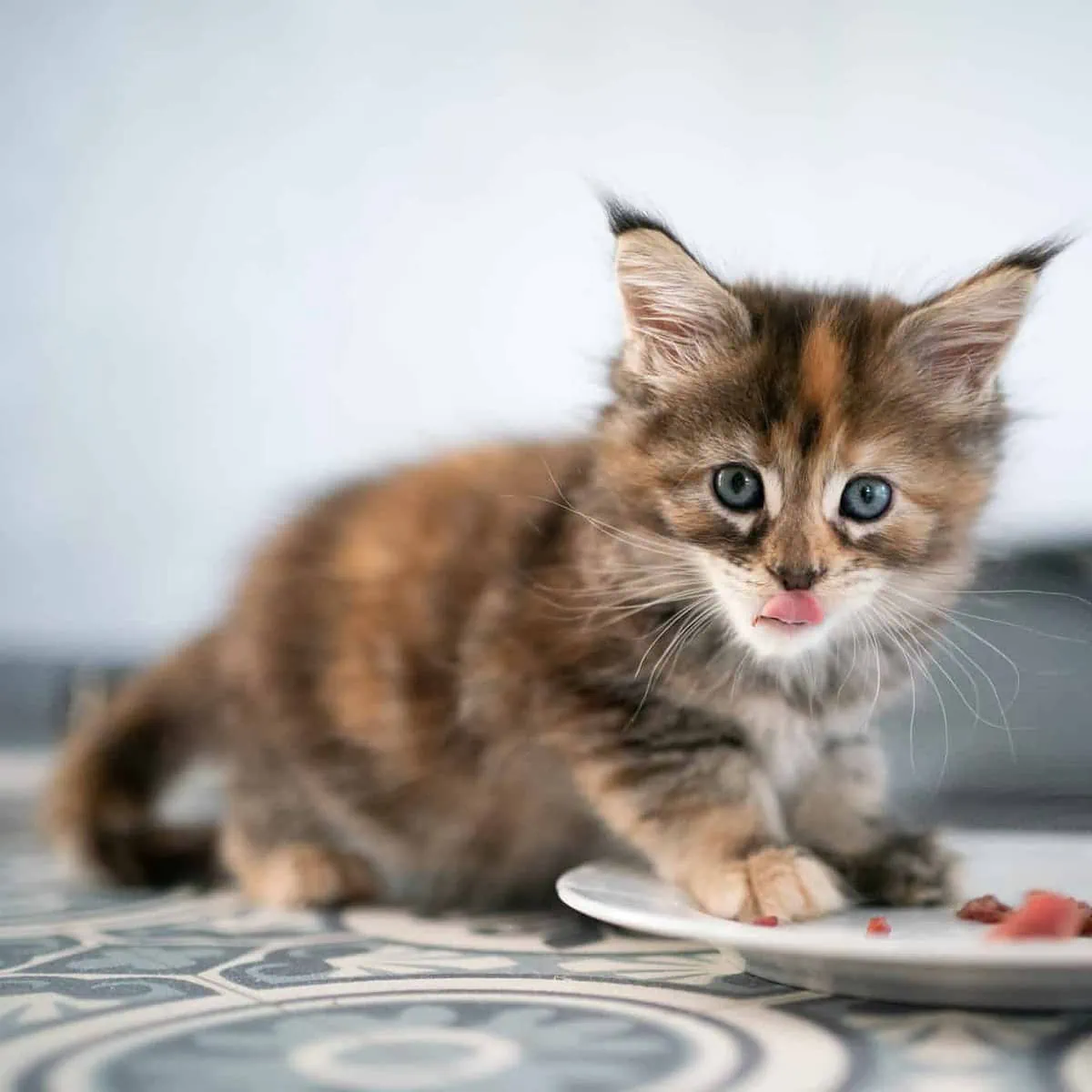 Ab Wann Katzen Von Der Mutter Trennen www.katzenkram.net