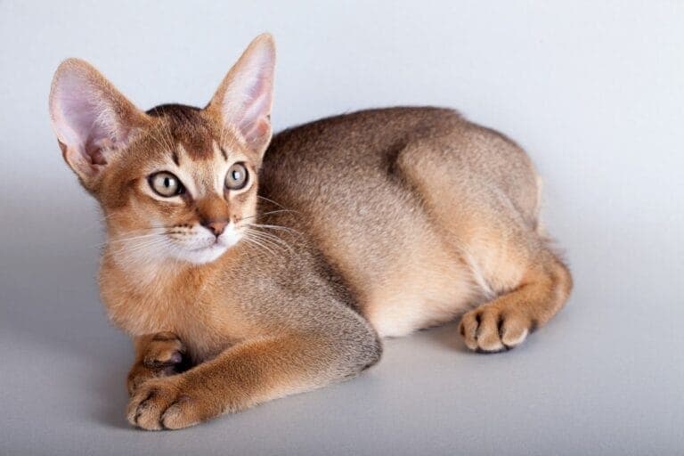 Große Katzenrassen - das sind die 7 größten Hauskatzen • katzenkram