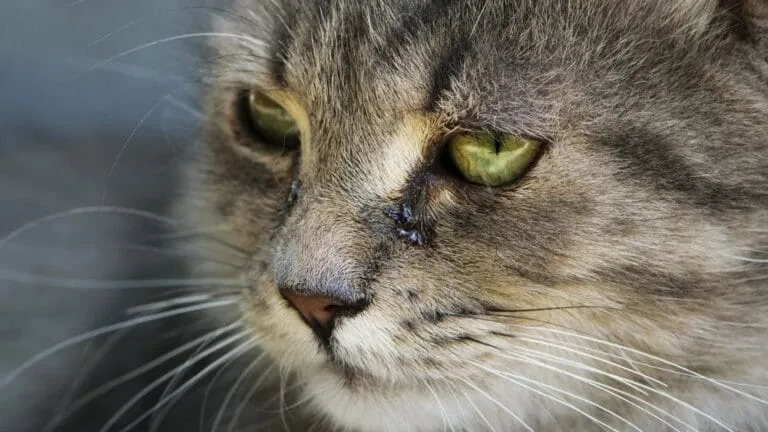 Besonderheiten von weißen Katzen 10 erstaunliche Fakten!