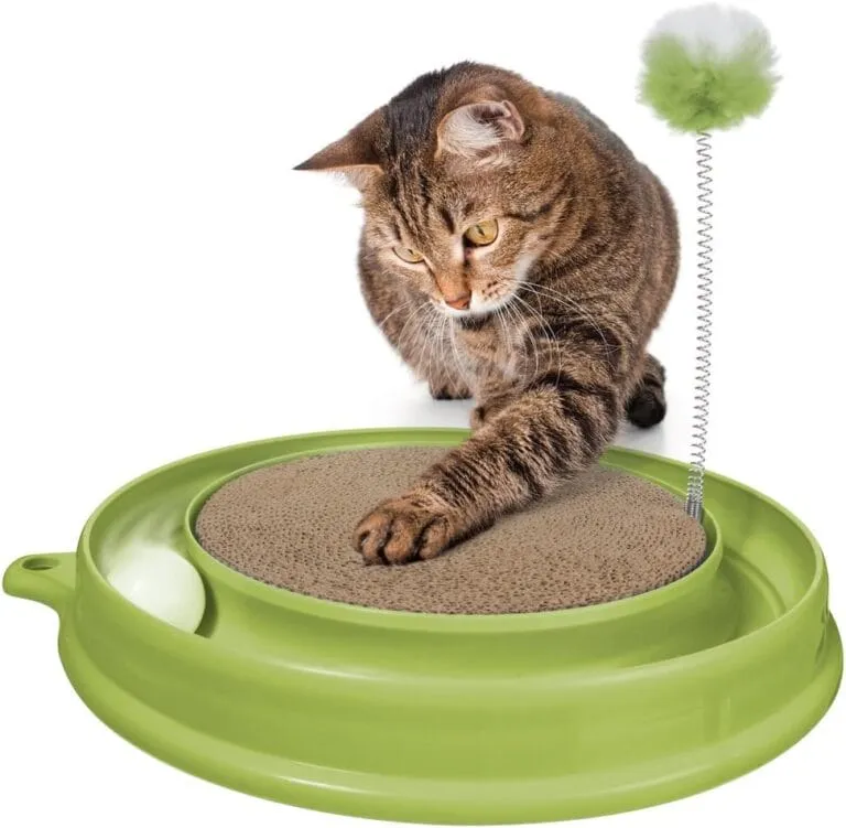 Katze Rennt Wie Verrückt Durch Die Wohnung Und Putzt Sich Katze rennt wie verrückt durch die Wohnung - Katzenwissen