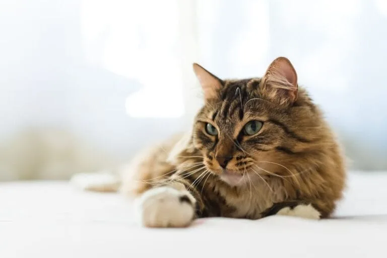 Kahle Stellen im Fell der Katze Ursachen für Haarausfall