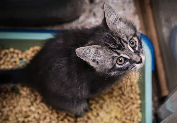 Kitten Ist Stubenrein Aber Pinkelt Ins Bett Deine Katze Pinkelt ins Bett? In 3 Schritten Abgewöhnen