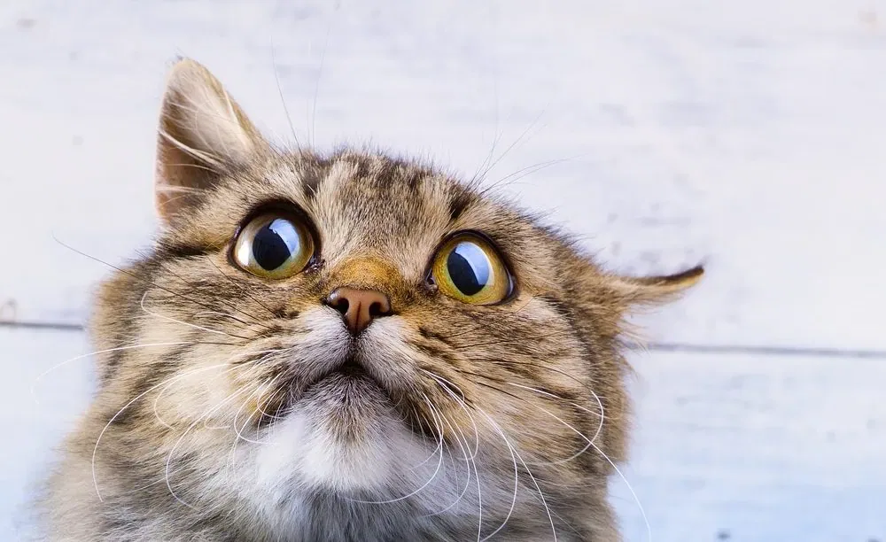 Katze Putzt Sich Hektisch Und Rennt Weg Katze rennt wie verrückt durch die Wohnung - Katzenwissen