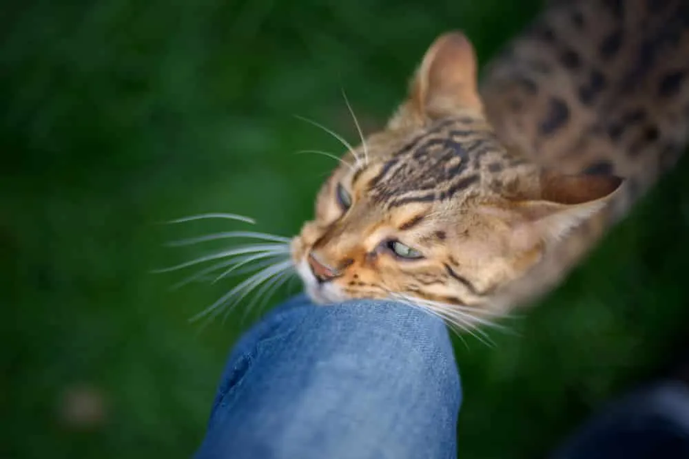 Faszinierendes Katzenverhalten Köpfchengeben Darum stupst dich deine